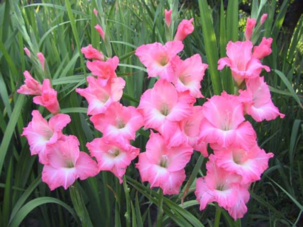 水仙花种球